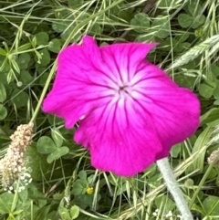 Silene coronaria (Rose Champion) at Aranda, ACT - 1 Dec 2022 by lbradley