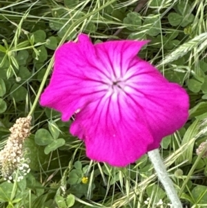 Silene coronaria at Aranda, ACT - 1 Dec 2022 04:11 PM