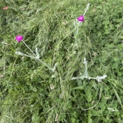 Silene coronaria at Aranda, ACT - 1 Dec 2022