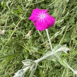 Silene coronaria at Aranda, ACT - 1 Dec 2022