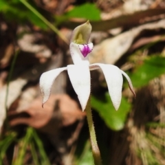 Caladenia moschata (Musky Caps) at Cotter River, ACT - 29 Nov 2022 by JohnBundock