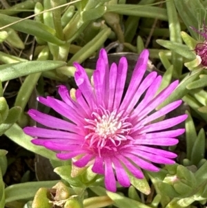 Carpobrotus aequilaterus at Aranda, ACT - 1 Dec 2022