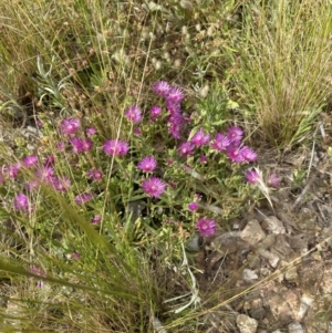 Carpobrotus aequilaterus at Aranda, ACT - 1 Dec 2022