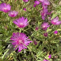 Carpobrotus aequilaterus at Aranda, ACT - 1 Dec 2022