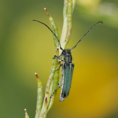 Phytoecia coerulescens (Paterson's curse stem beetle) at Mount Ainslie - 30 Nov 2022 by DPRees125