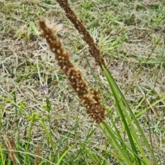 Carex appressa (Tall Sedge) at Molonglo Valley, ACT - 1 Dec 2022 by galah681