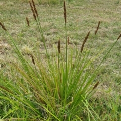 Carex appressa at Molonglo Valley, ACT - 1 Dec 2022 11:41 AM