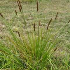 Carex tereticaulis at Molonglo Valley, ACT - 1 Dec 2022