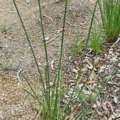 Eleocharis acuta (Common Spike-rush) at Molonglo Valley, ACT - 1 Dec 2022 by galah681