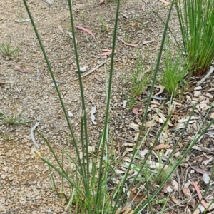 Eleocharis acuta at Molonglo Valley, ACT - 1 Dec 2022