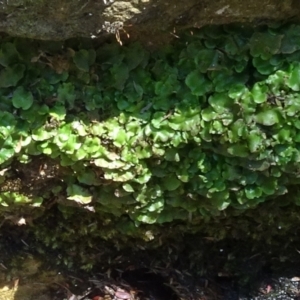 Lunularia cruciata at Acton, ACT - 30 Nov 2022 11:50 AM