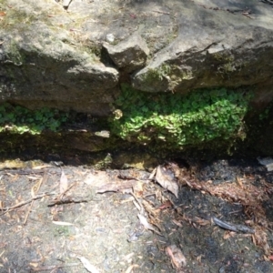 Lunularia cruciata at Acton, ACT - 30 Nov 2022 11:50 AM