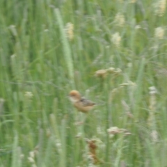 Cisticola exilis (Golden-headed Cisticola) at Kowen, ACT - 1 Dec 2022 by wombey