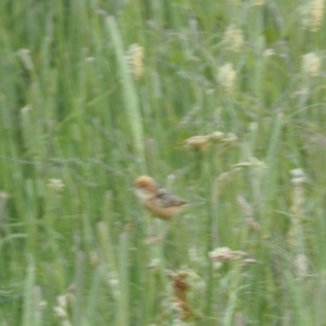 Cisticola exilis at Kowen, ACT - 1 Dec 2022