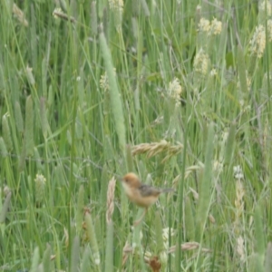 Cisticola exilis at Kowen, ACT - 1 Dec 2022