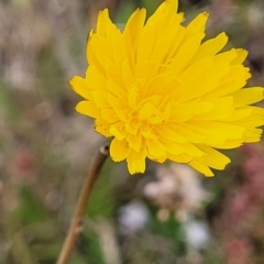 Hypochaeris radicata (Cat's Ear, Flatweed) at Dunlop Grasslands - 1 Dec 2022 by trevorpreston