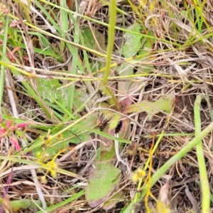 Hypochaeris radicata at Fraser, ACT - 1 Dec 2022