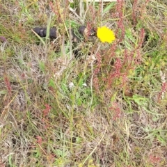 Hypochaeris radicata at Fraser, ACT - 1 Dec 2022