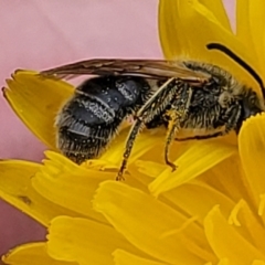 Lasioglossum (Chilalictus) lanarium (Halictid bee) at Dunlop Grasslands - 1 Dec 2022 by trevorpreston