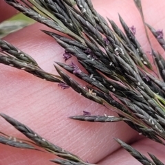 Eragrostis curvula (African Lovegrass) at Dunlop Grasslands - 1 Dec 2022 by trevorpreston