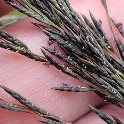 Eragrostis curvula (African Lovegrass) at Dunlop, ACT - 1 Dec 2022 by trevorpreston