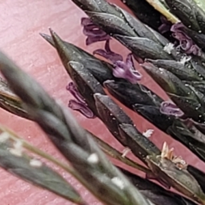 Eragrostis curvula at Dunlop, ACT - 1 Dec 2022