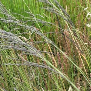 Eragrostis curvula at Dunlop, ACT - 1 Dec 2022