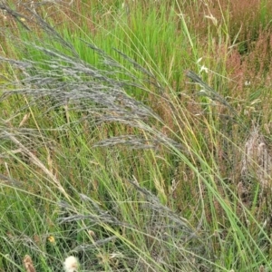 Eragrostis curvula at Dunlop, ACT - 1 Dec 2022