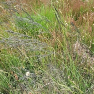 Eragrostis curvula at Dunlop, ACT - 1 Dec 2022