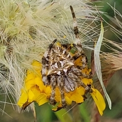 Backobourkia sp. (genus) (An orb weaver) at Dunlop Grasslands - 1 Dec 2022 by trevorpreston