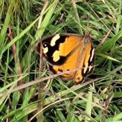 Heteronympha merope (Common Brown Butterfly) at Dunlop Grasslands - 1 Dec 2022 by trevorpreston