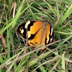 Heteronympha merope at Fraser, ACT - 1 Dec 2022 04:31 PM