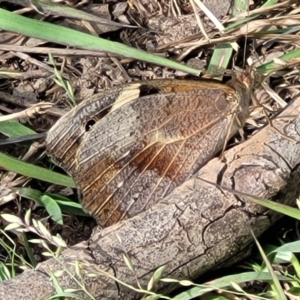 Heteronympha merope at Fraser, ACT - 1 Dec 2022 04:31 PM