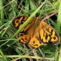 Heteronympha merope (Common Brown Butterfly) at Dunlop Grasslands - 1 Dec 2022 by trevorpreston