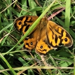 Heteronympha merope at Fraser, ACT - 1 Dec 2022 04:32 PM