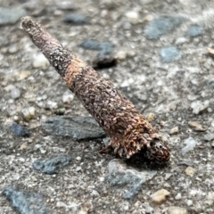 Conoeca or Lepidoscia (genera) IMMATURE (Unidentified Cone Case Moth larva, pupa, or case) at Macgregor, ACT - 1 Dec 2022 by JimL