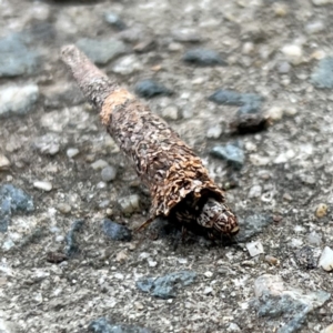 Conoeca or Lepidoscia (genera) IMMATURE at Macgregor, ACT - 1 Dec 2022 05:05 PM