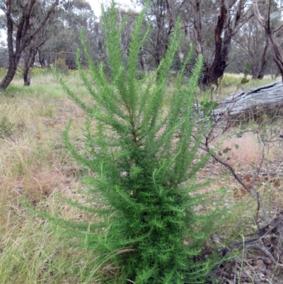 Cassinia aculeata subsp. aculeata (Dolly Bush, Common Cassinia, Dogwood) at The Pinnacle - 29 Nov 2022 by sangio7