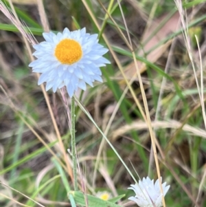 Leucochrysum albicans at Latham, ACT - 1 Dec 2022