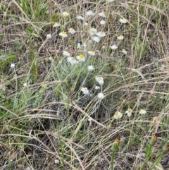 Leucochrysum albicans at Latham, ACT - 1 Dec 2022