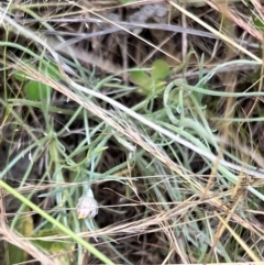 Leucochrysum albicans at Latham, ACT - 1 Dec 2022