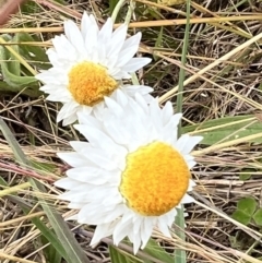 Leucochrysum albicans at Latham, ACT - 1 Dec 2022