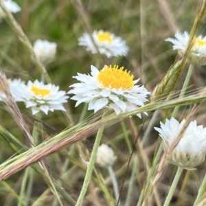 Leucochrysum albicans at Latham, ACT - 1 Dec 2022