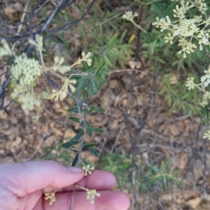 Astrotricha ledifolia at Bungendore, NSW - 30 Nov 2022 07:20 PM