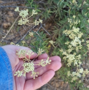 Astrotricha ledifolia at Bungendore, NSW - 30 Nov 2022 07:20 PM