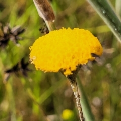 Leptorhynchos squamatus subsp. squamatus (Scaly Buttons) at Dunlop Grasslands - 1 Dec 2022 by trevorpreston