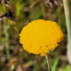 Leptorhynchos squamatus subsp. squamatus at Fraser, ACT - 1 Dec 2022