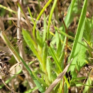 Leptorhynchos squamatus subsp. squamatus at Fraser, ACT - 1 Dec 2022