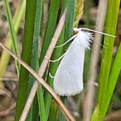 Tipanaea patulella (The White Crambid moth) at Dunlop, ACT - 1 Dec 2022 by trevorpreston