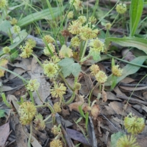 Hydrocotyle laxiflora at Bungendore, NSW - 30 Nov 2022